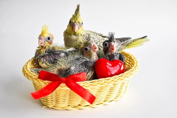 Cockatiel Bird Female