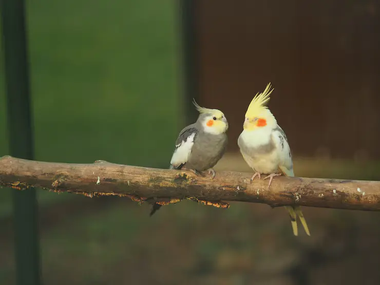 Cockatiel Bird Female
