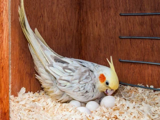 Cockatiel Bird Female