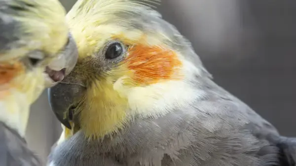 Cockatiel Bird Male
