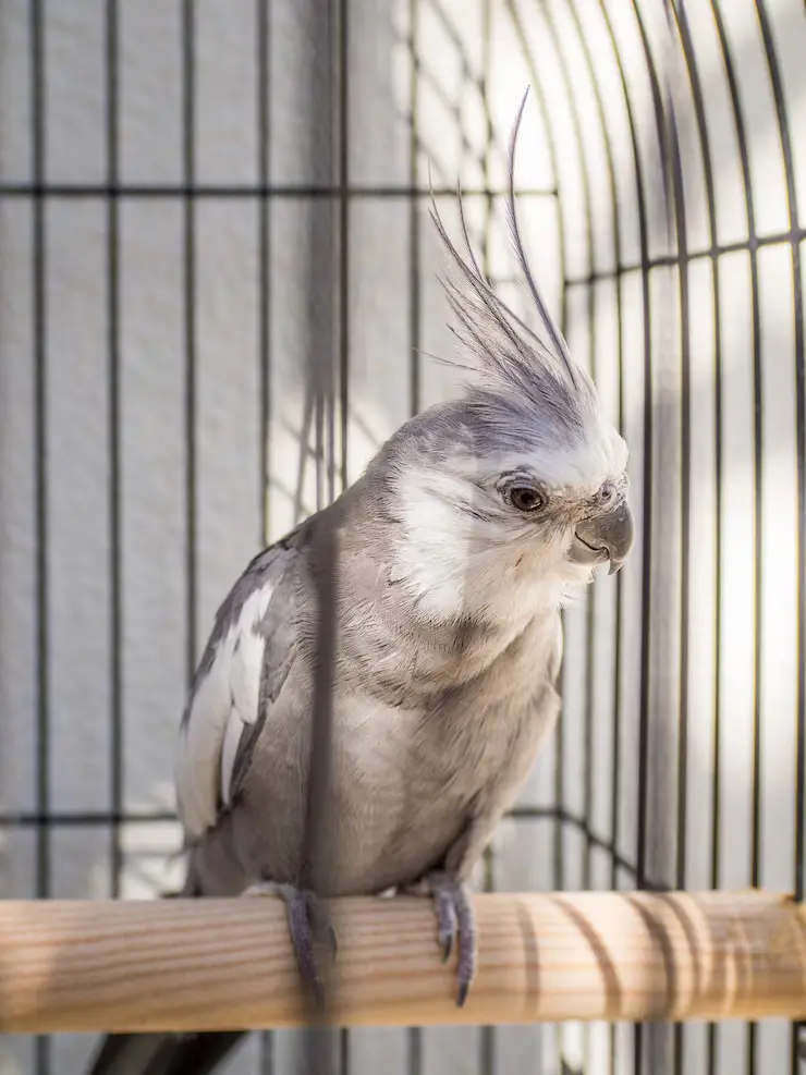 Cockatiel Bird Male