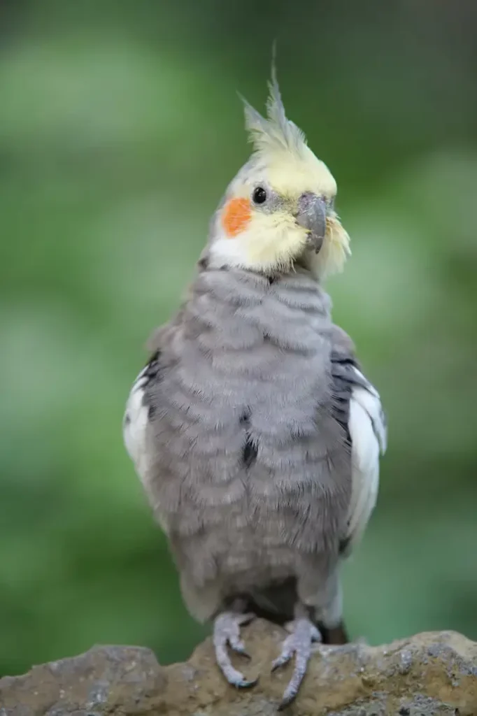 Cockatiel Bird Male