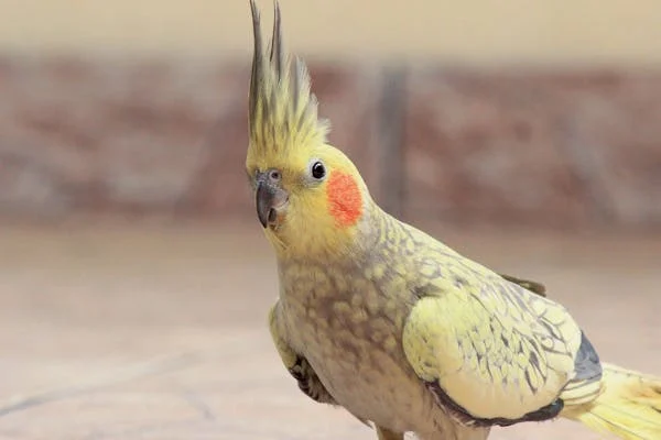 Cockatiel Bird Singing