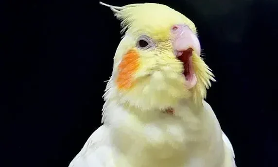 Cockatiel Bird Singing