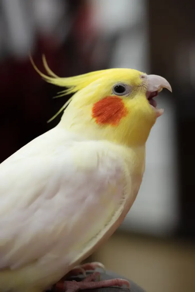 Cockatiel Bird Singing