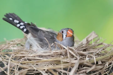 Finch Bird Eggs