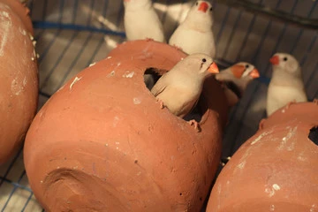 Finch Bird Eggs