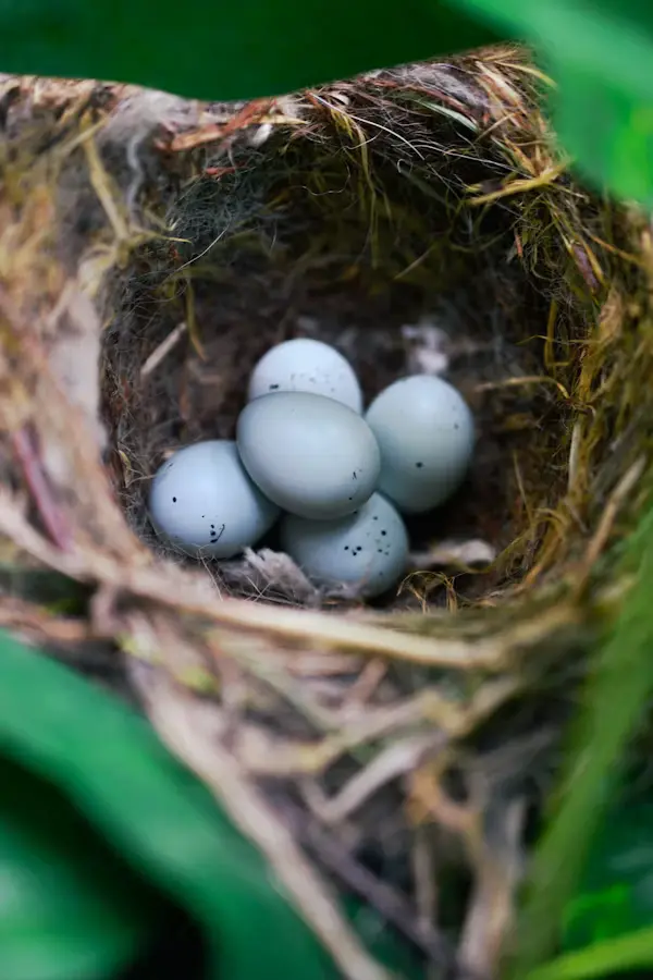 Finch Bird Eggs
