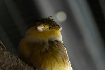 Gloster Canary Bird