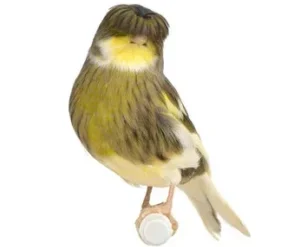 Gloster Canary Bird