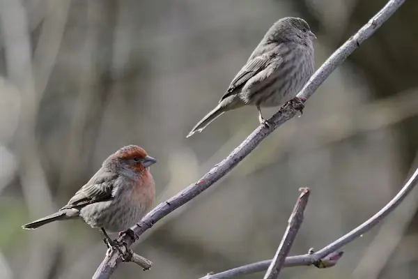 House Finch Bird
