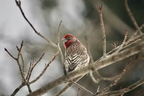 House Finch Bird