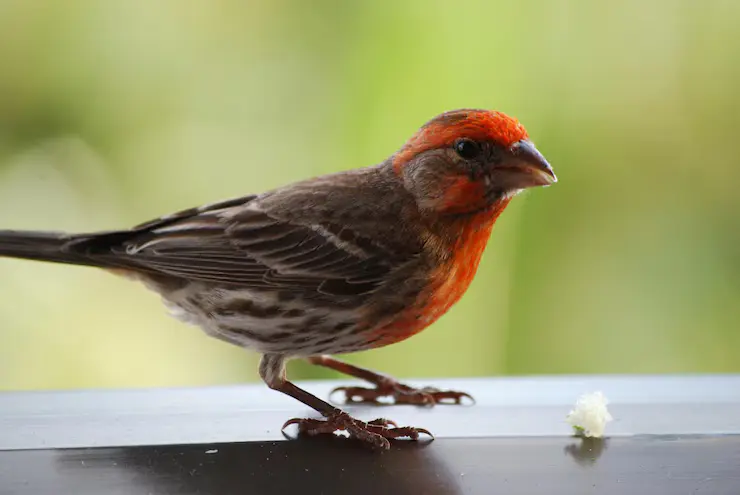 House Finch Bird