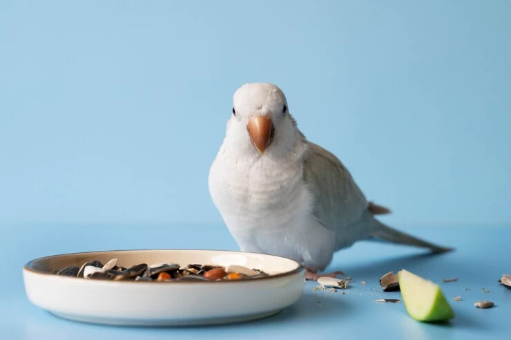Lovebirds Food