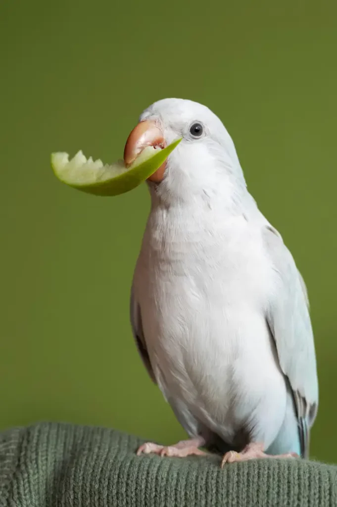 Lovebirds Food