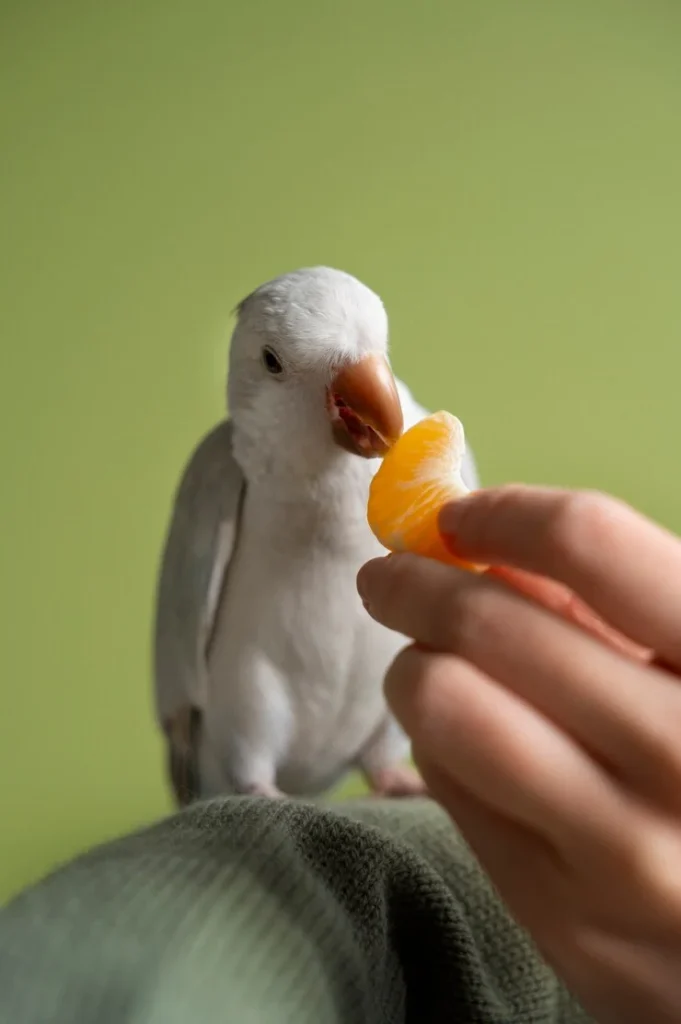 Lovebirds Food