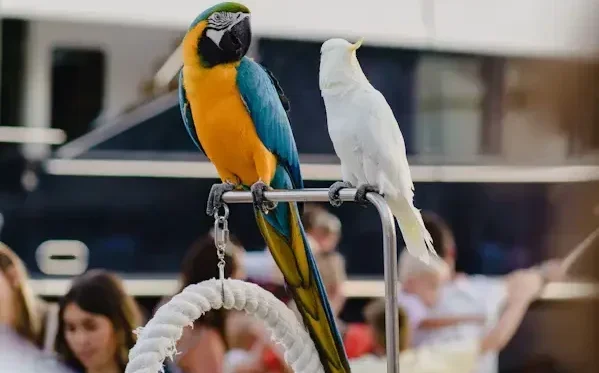 Parrot Festivals