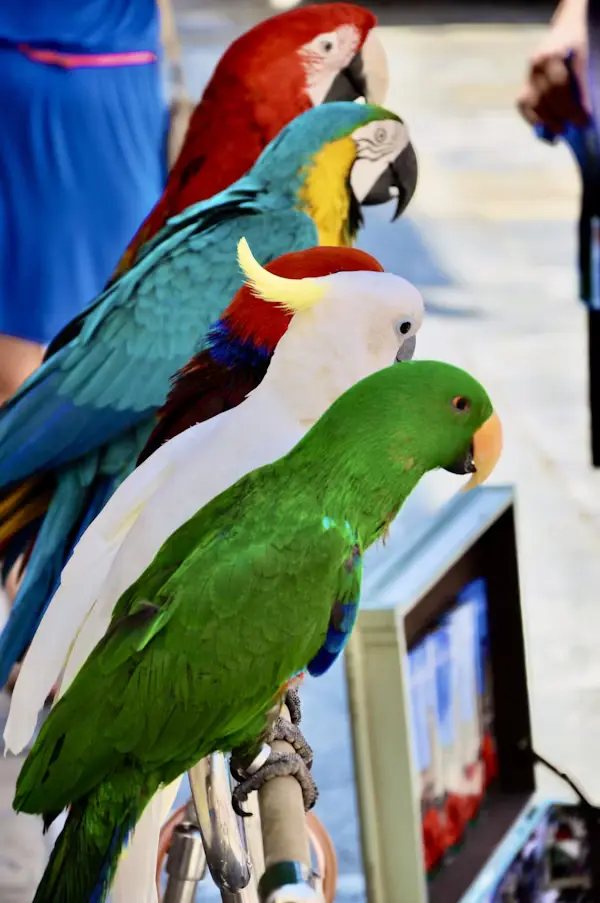 Parrot Festivals