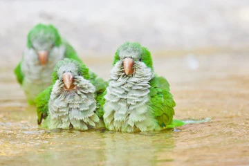 Quaker Parrot Lifespan