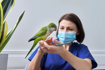 Quaker Parrot Lifespan