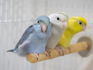 Quaker Parrot Lifespan