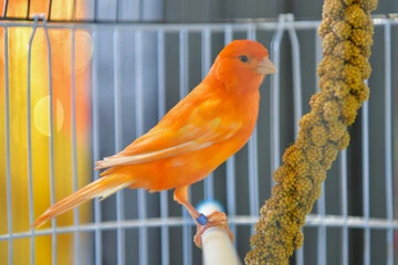 Red Factor Canary Bird