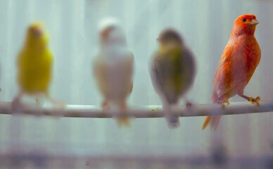 Red Factor Canary Bird