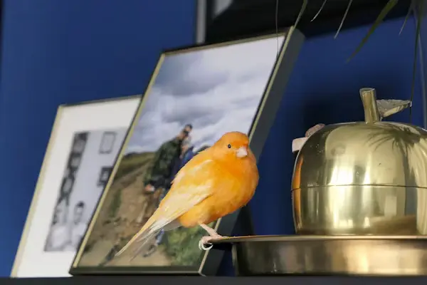 Red Factor Canary Bird