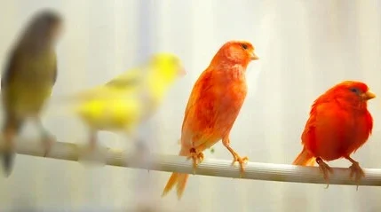 Red Factor Canary Bird