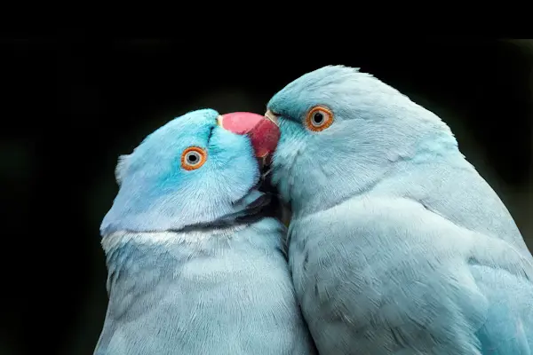 Ringneck Parrot