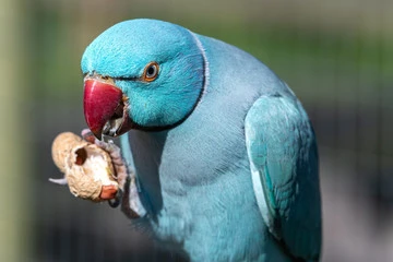 Ringneck Parrot