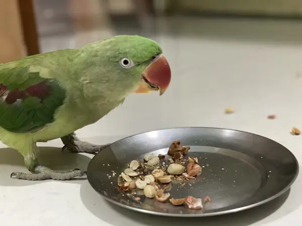 Ringneck Parrot