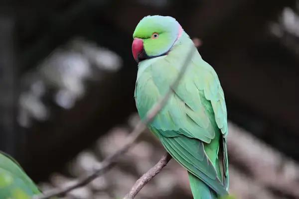 Ringneck Parrot