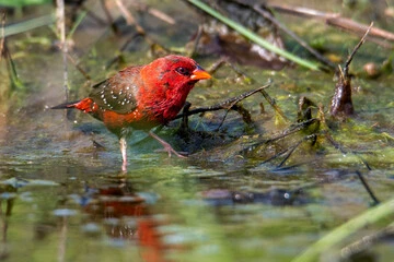 Strawberry Finch Bird