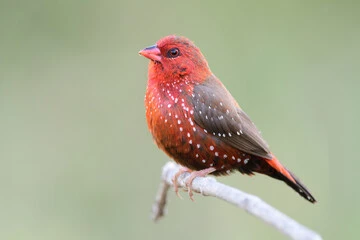 Strawberry Finch Bird