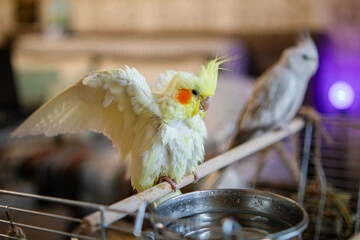 bird bath for cage