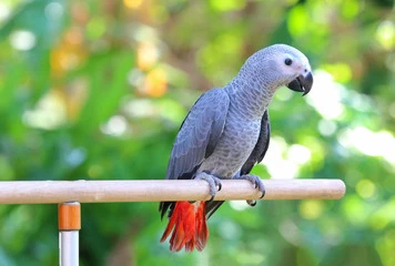 African Grey Parrot Cost