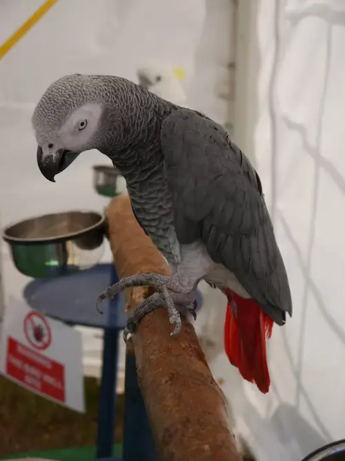 African Grey Parrot Cost