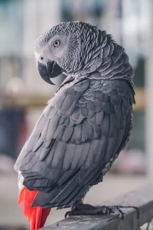 African Grey Parrot Cost
