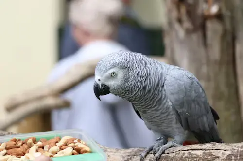 African Grey Parrot Cost
