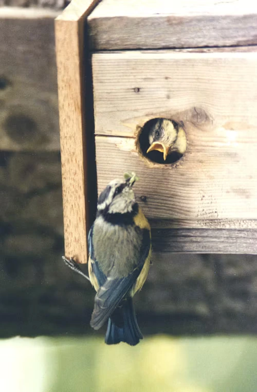 Are Birds Mammals