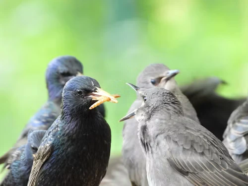Are Birds Mammals