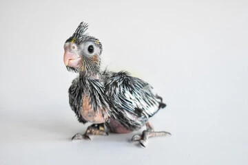 Baby Bird Food