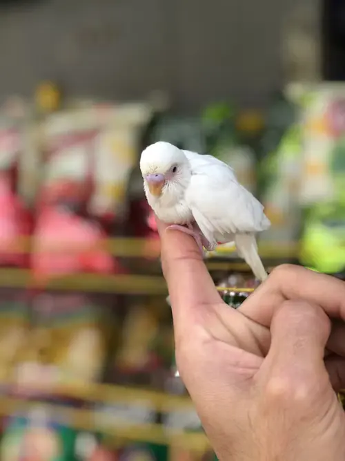 Baby Bird Food