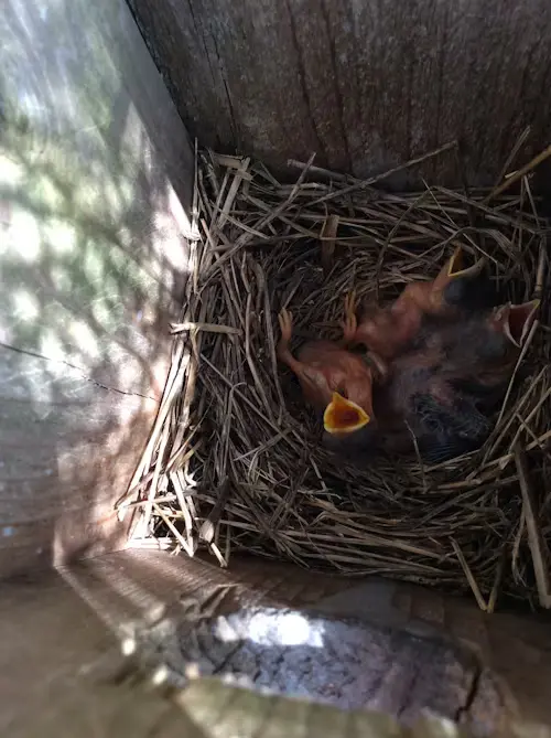 Baby Bird Food