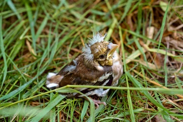 Baby Bird Food