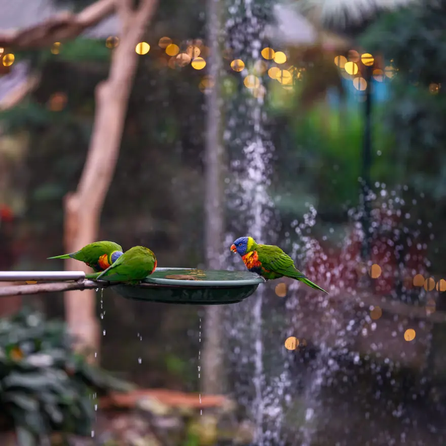 Bird Baths and Fountains