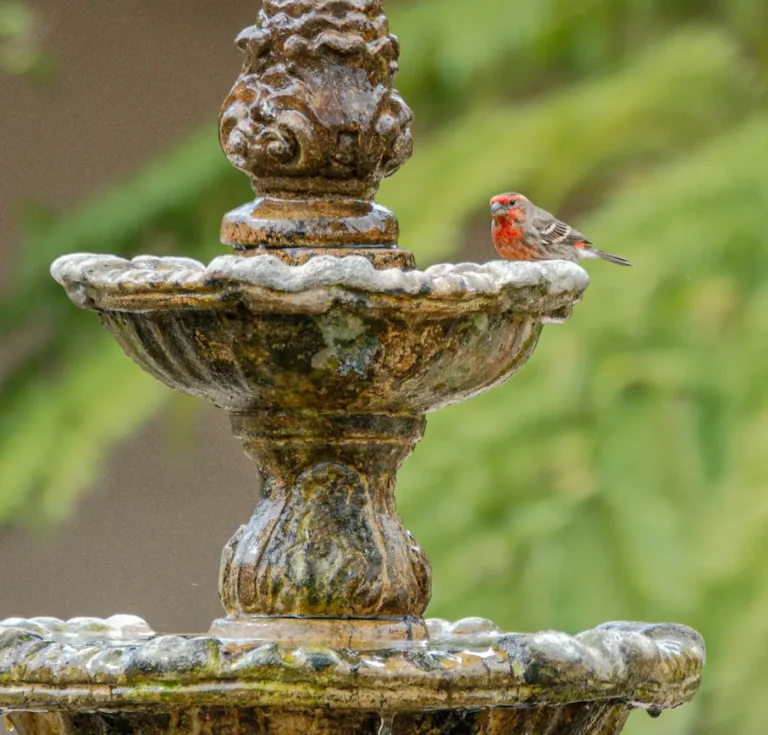 Bird Baths and Fountains