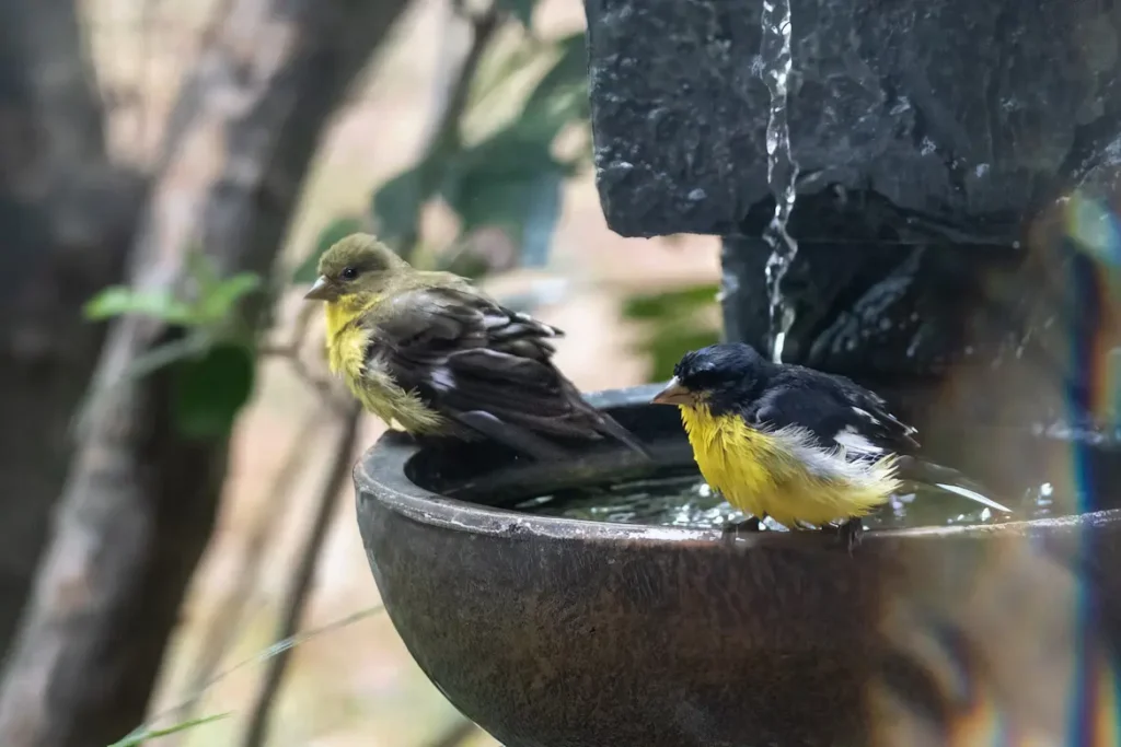Bird Baths and Fountains