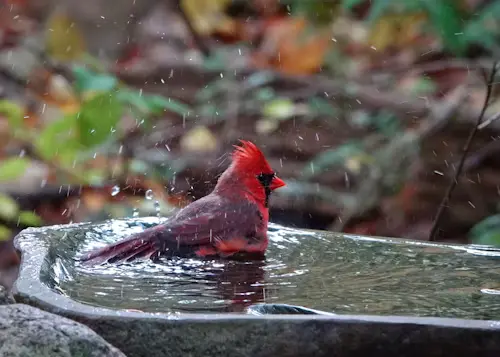 Bird Baths and Fountains